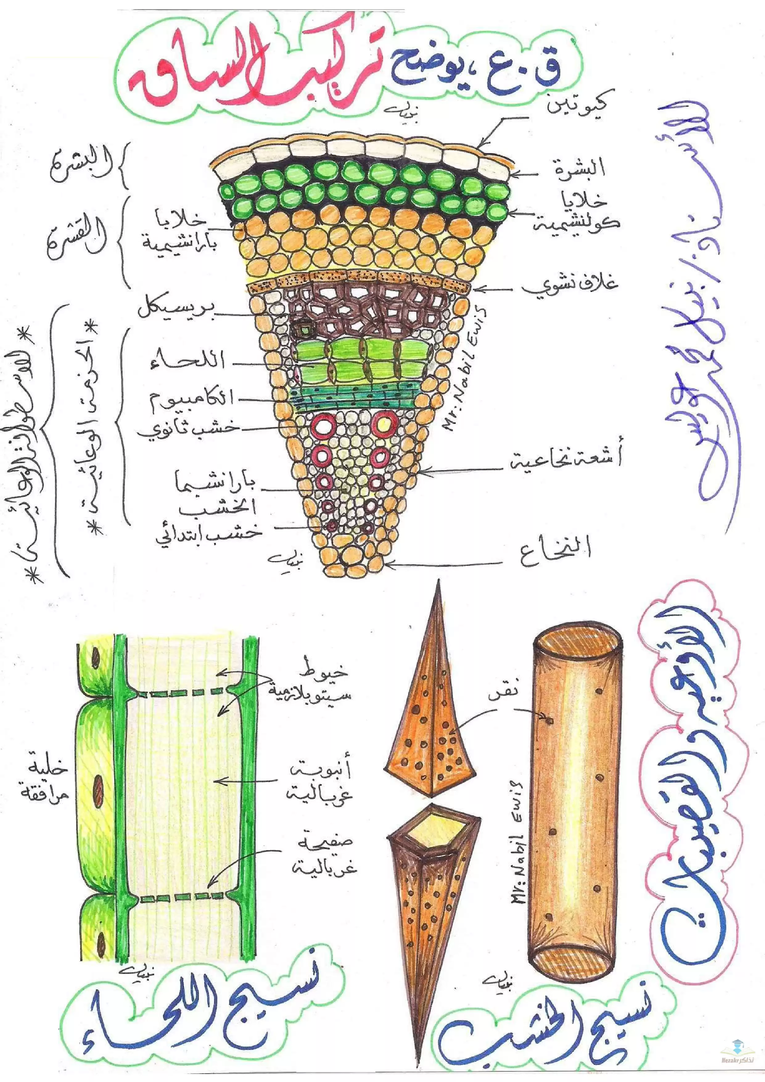 تحميل أوراق الرسومات الهامة في مادة الأحياء للصف الثاني الثانوي الفصل الدراسي الأول